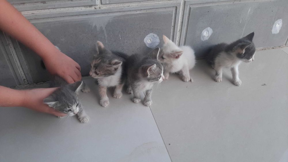 Котята в добрые руки