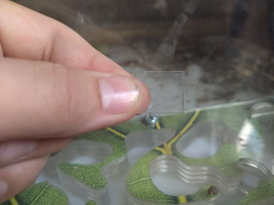 Муравьиная ферма