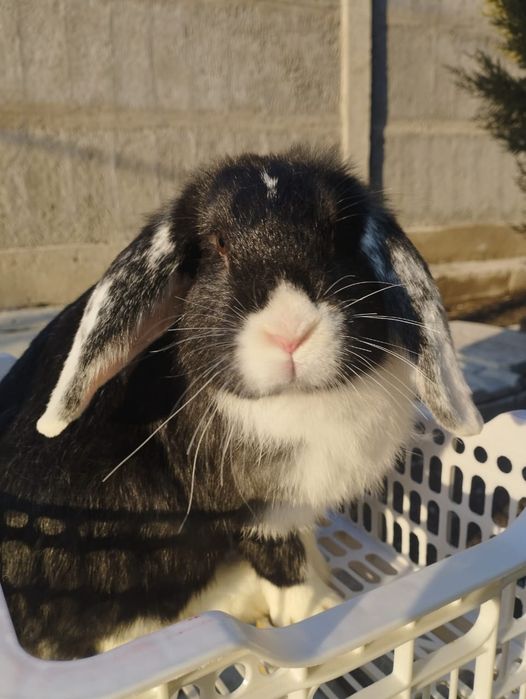 Продам кроликов      .