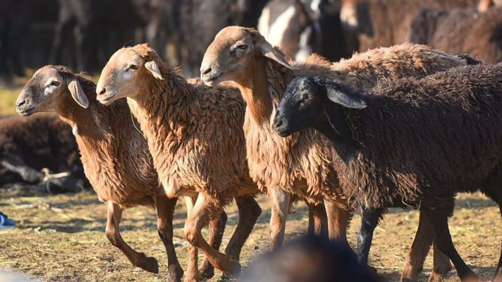 Мясник Касапшы по городу
