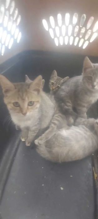 Котята крысоловы ищут дом