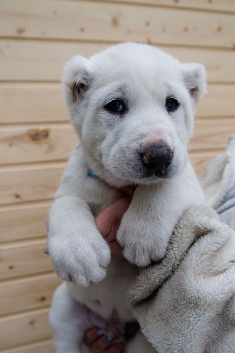 Продам щенков Алабай