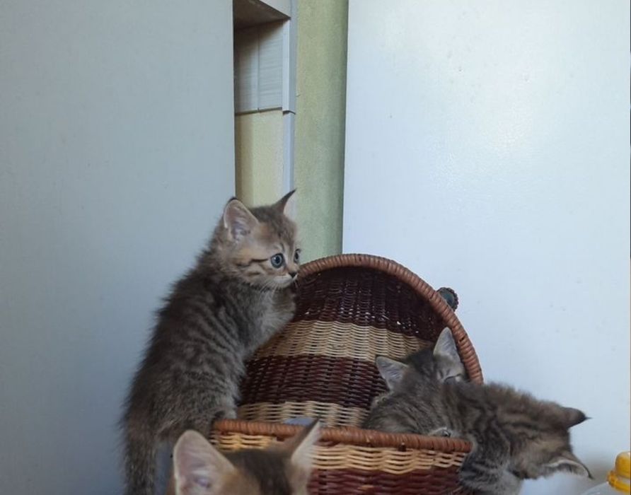 Котята мальчики и девочки, пямоушки и веслоушки
