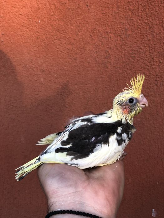 Papagali nimfa pui si adulti nimfe