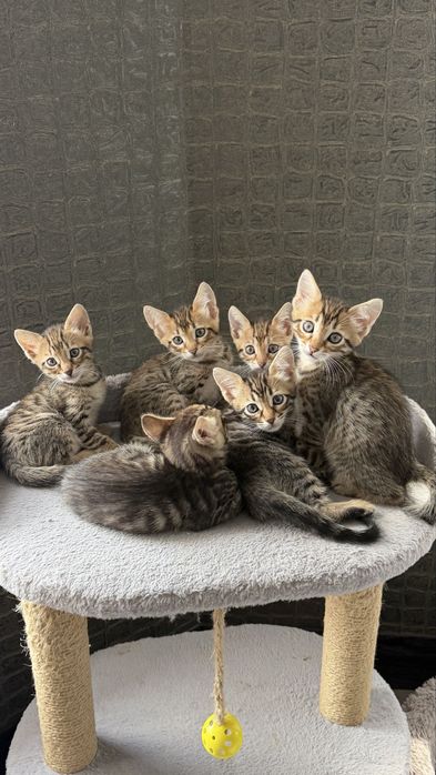 Бенгальские кошки ,Котята.