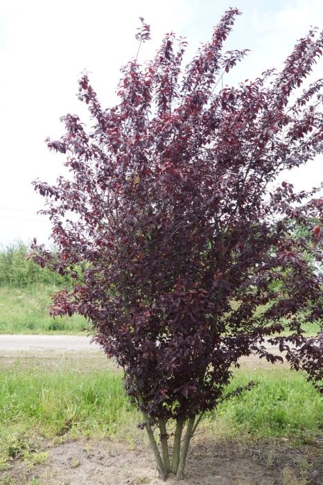 Ciresul Japonez cu floare batuta Kanzan Royal burgundy Kiku