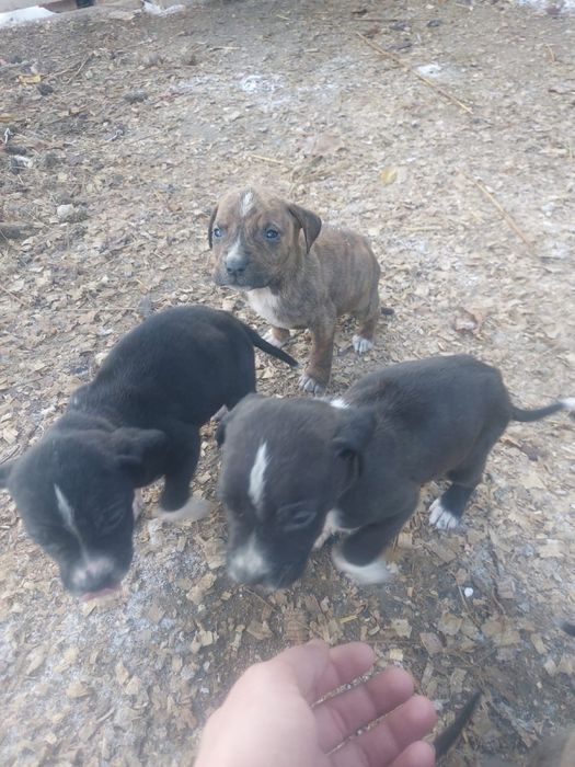 Продам щенков дешево
