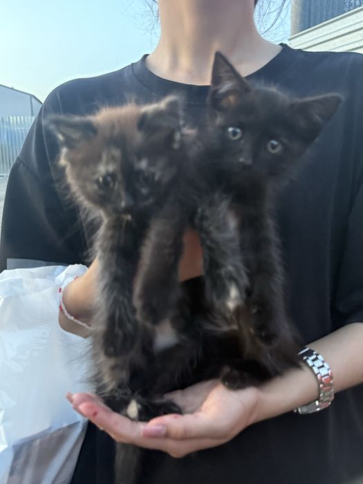 Котята бесплатно