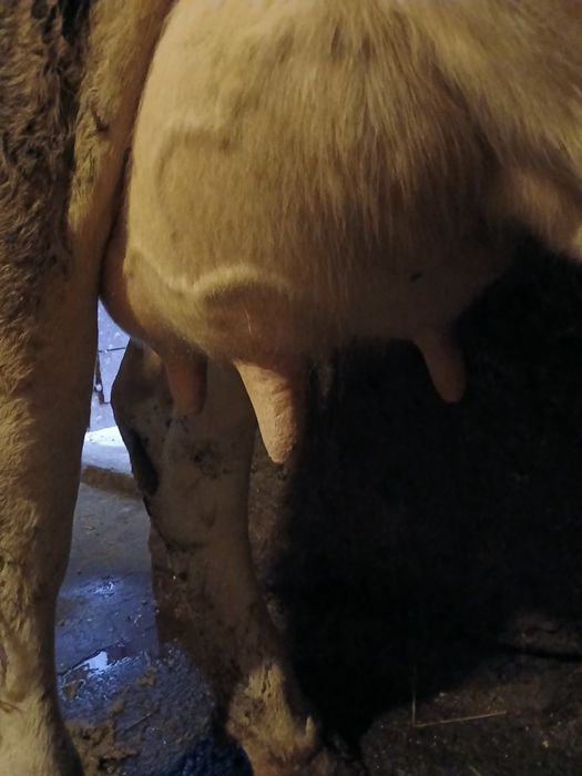 Vând juninca la prima fatare