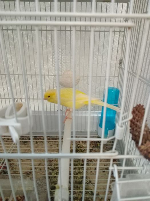 Испанский Ларгет.