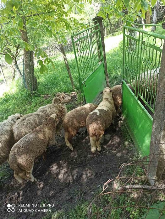 Продавам агнета.