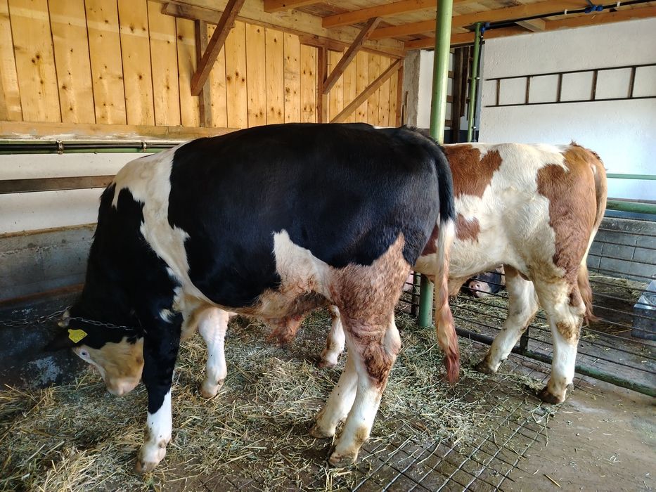 Bălțat pe negru de vânzare..