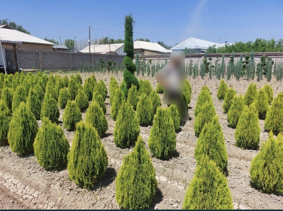 Туя сорт 'Golden Smaragd' зеленистый цвет