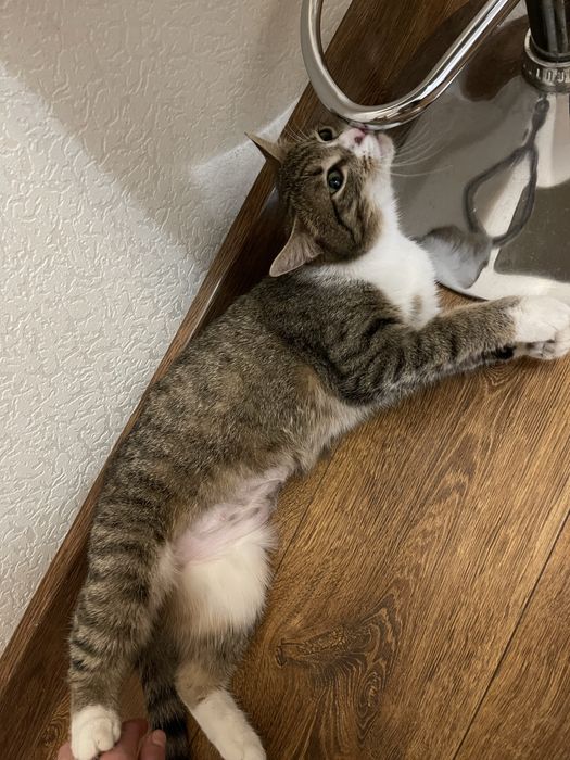 Кошка в очень хорошие руки