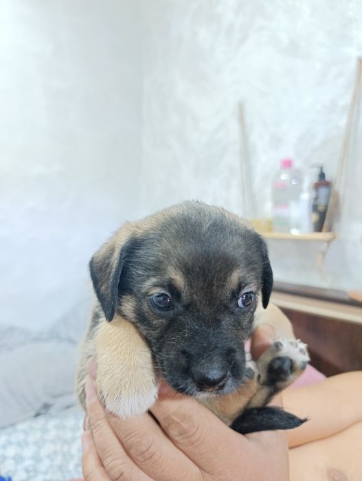 Той-терьерчики  мальчики и девочки