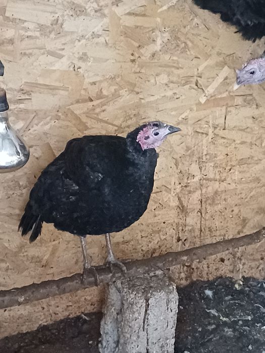 Ундіктер сатылады