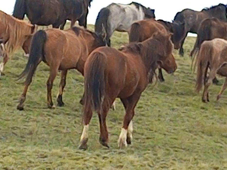 Сатам айғыр  асау