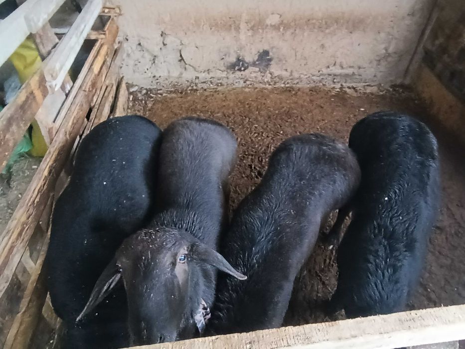 Домашние откормленные бараны/Уйда емланган кочкорлар