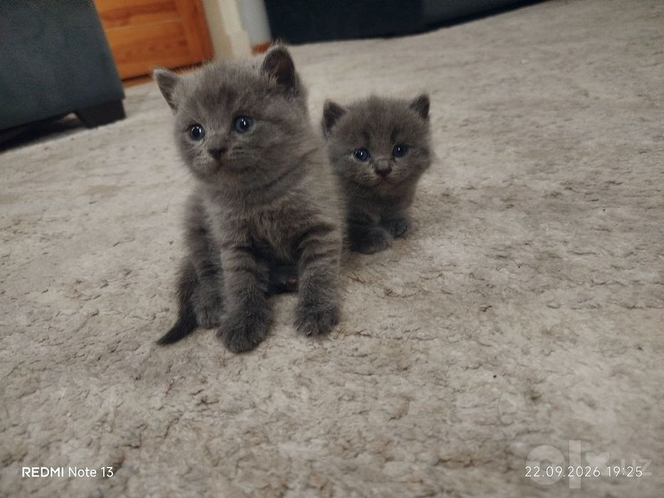 Скотиш фолд ва страйд сотилади