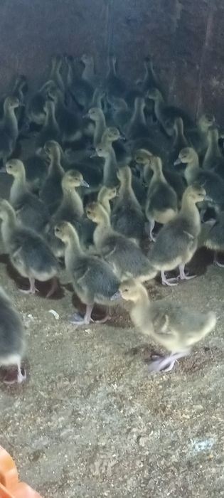 Gâscuțe,  pui mixti și price ouătoare de vânzare!