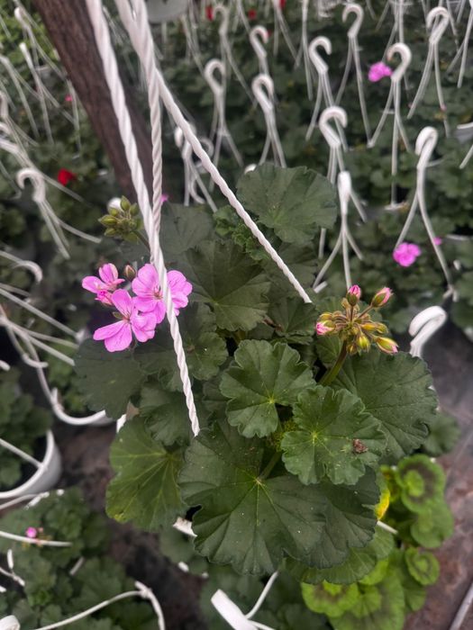 Muscate engro la pret de producator