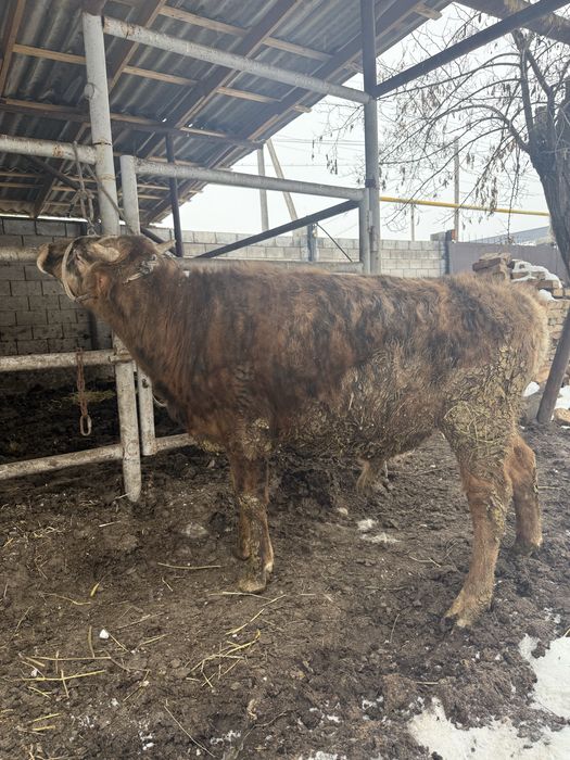 1 жасар бұқа сатылады