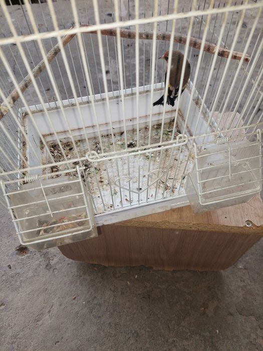 Норчи сава куш сотилади. Седоголов