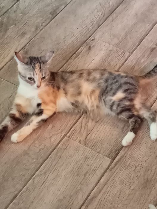 Отдам кота и кошку