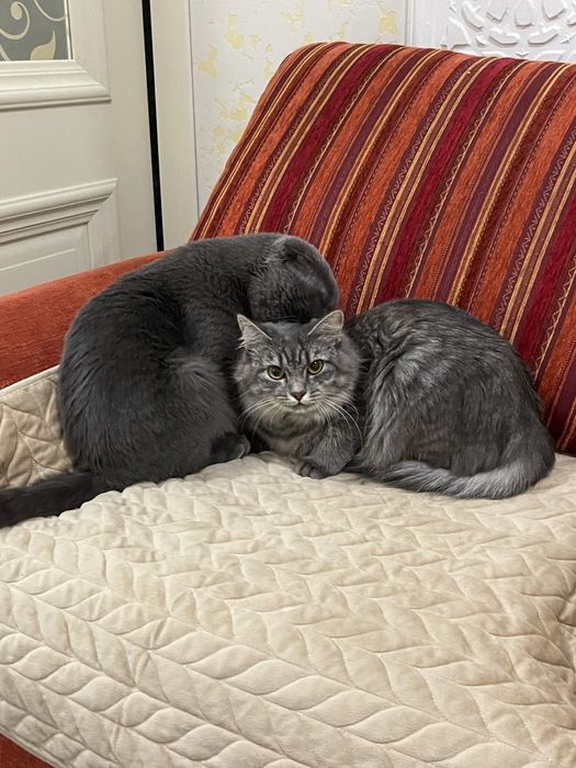 вязка,скотиш фолд