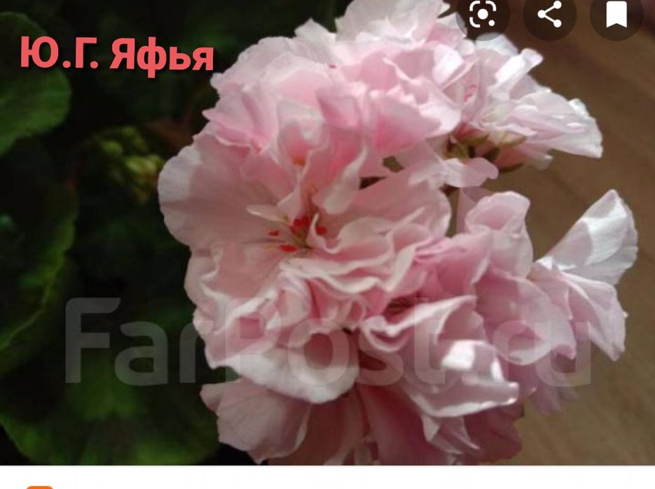 Продам герань