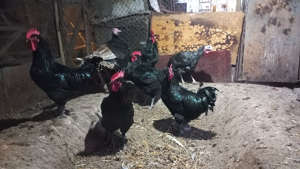 Хурозла сотилади.