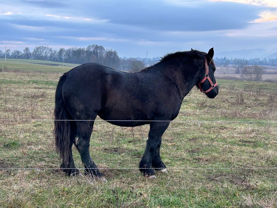 LA SCHIMB o iapă de 3 ani gestantă și doi cârlani de un an