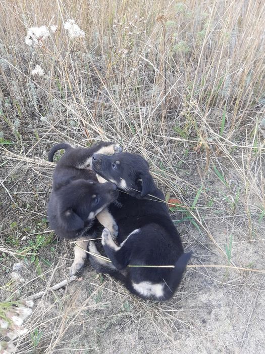 Отдам щенков в добрые руки