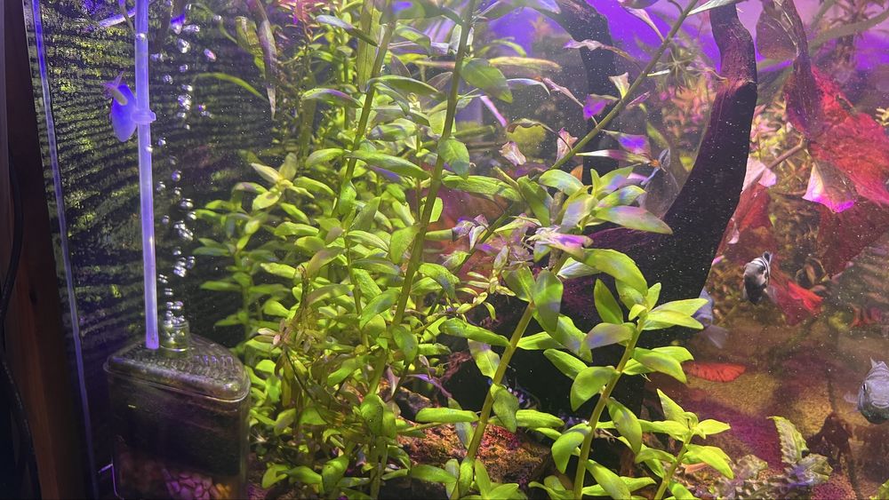 Продам авкариум.