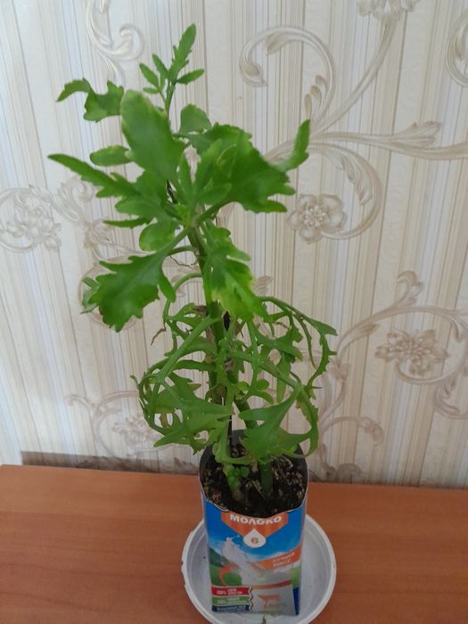 Платицериум обменяю