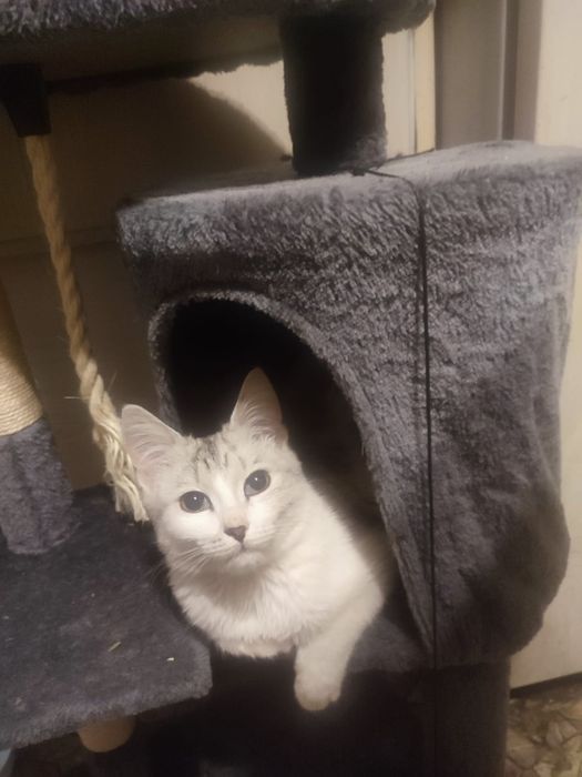 Отдаём серого кота в хорошие руки