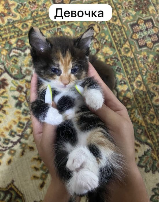 Отдам котят бесплатно
