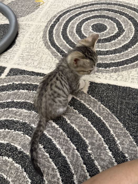 Отдам котенка в хорошие руки