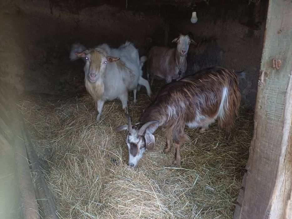 Продавам кози и пръч