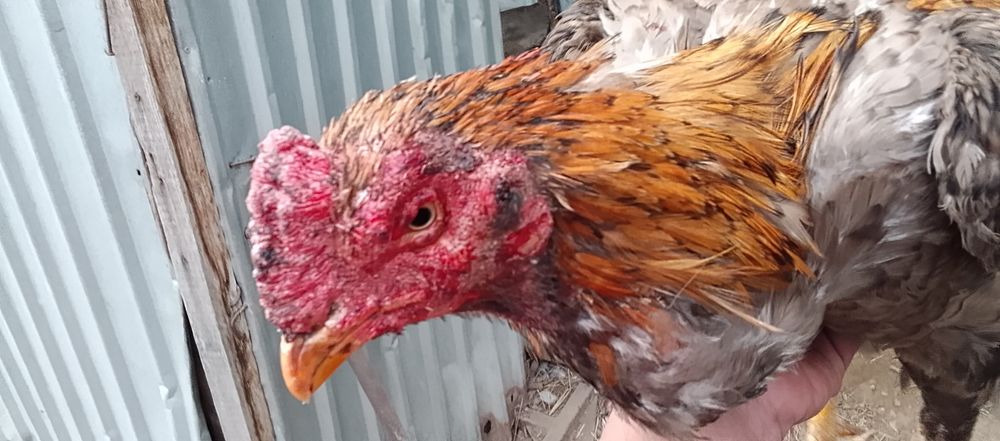 Продам питуха цена 15000