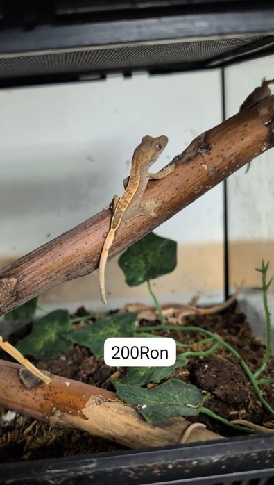 Gecko Crested Soparla