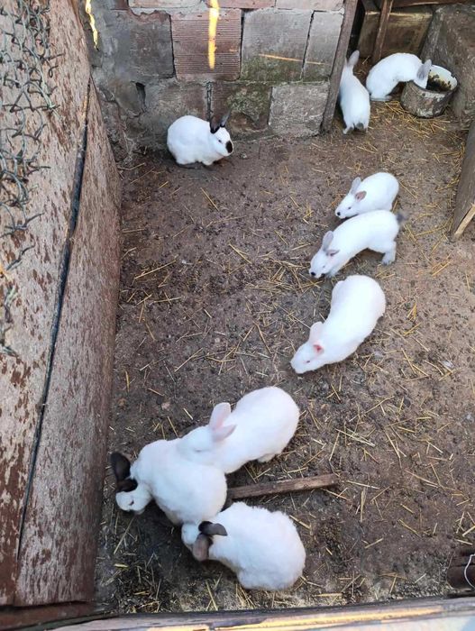 Зайци за продан- мъжки и женски