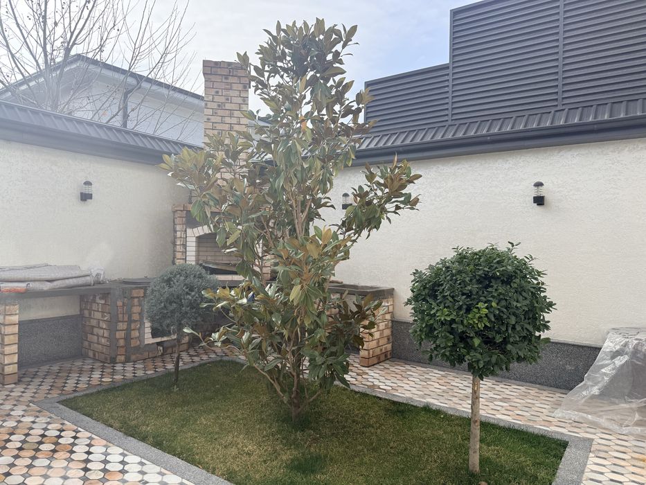 Дерево магнолия и рядом два дерева