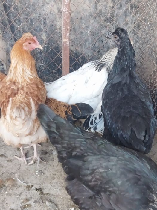 Продам куры домашние