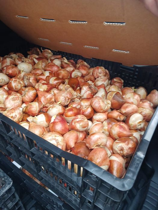 Луковицы тюльпанов