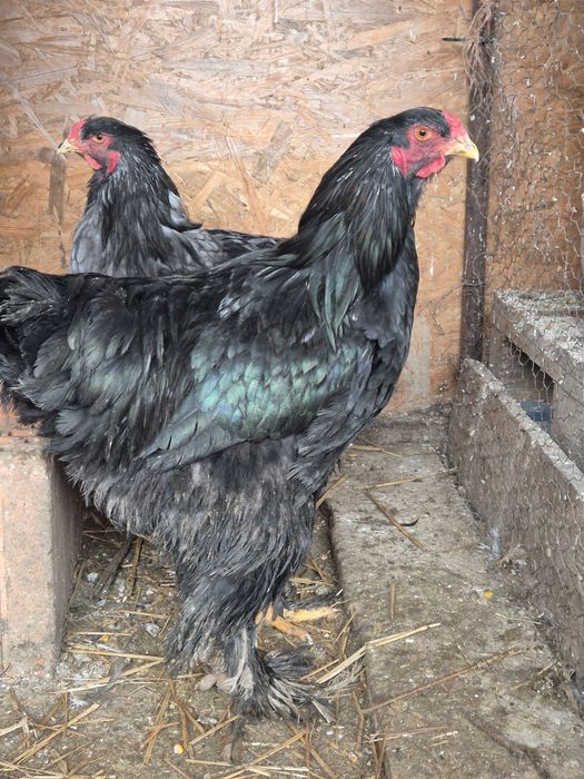 Cocos brahma portelan