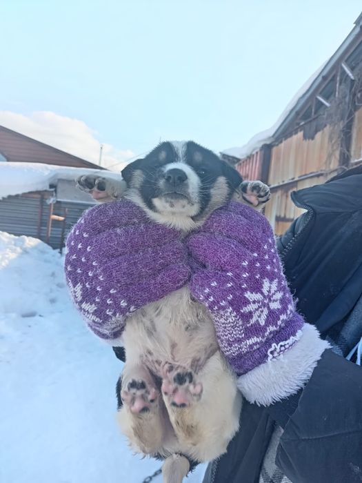 Щенок, 3 недели. Ищет дом.