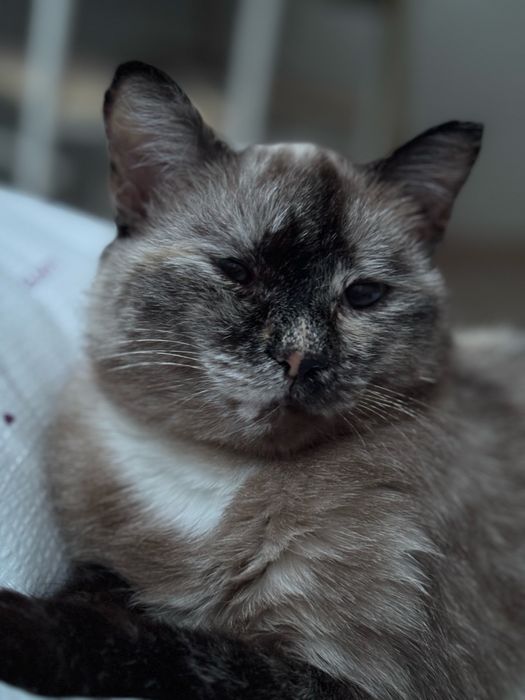 Отдам кошку бесплатно