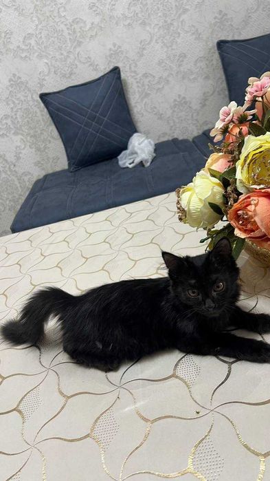 Котенок девочка. 2,5 месяца. БЕСПЛАТНО
