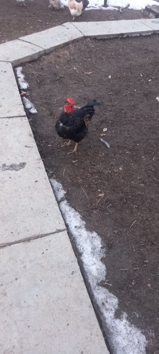 Петух  голошейка